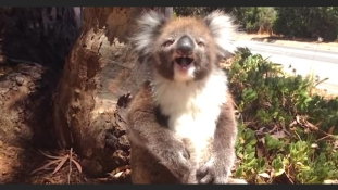 Elüldözték a fáról, teljesen kiakadt a koala