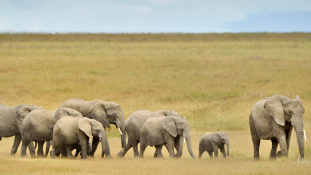 Vadorzók lőtték le az elefántokat óvó brit pilótát Tanzániában