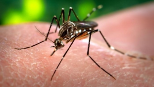 Észak-Amerikát és Európát is fenyegeti már a Zika