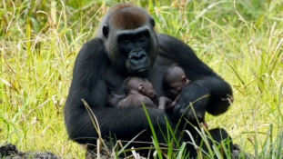 Jó hír Közép-Afrikában: gorillaikrek születtek