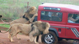 Rémálom a szafarin – oroszlánok ostromolták a terepjárót