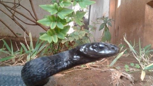 Kígyóinvázió Ugandában
