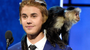 Ne vegyen új majmot Justin Bieber