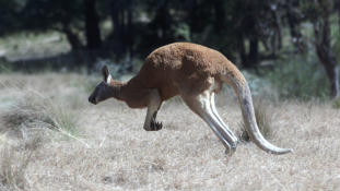 Szándékosan gázolhattak halálra 17 kengurut Ausztráliában