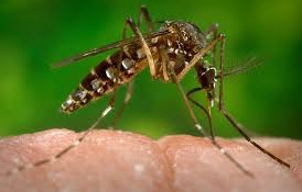 Mielőtt útnak indulnál – amit tudnod kell a Zikáról