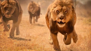 Vérszomjas oroszlánok garázdálkodnak Nairobiban