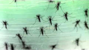 Már a cseheknél jár a Zika