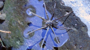 Új pókot fedeztek fel Ausztráliában