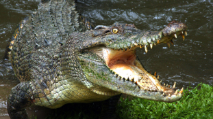 Orosz turistát ölt meg egy krokodil a búvárparadicsomban