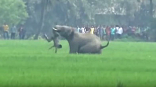 Egy nap alatt öt emberrel végeztek a dühöngő elefántok – sokkoló videó