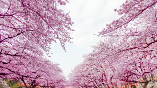 Japánban hivatalosan is elkezdődött a cseresznyefavirágzás