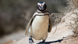 Megható barátság: rendszeresen visszatér öreg megmentőjéhez a pingvin