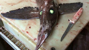 Félelmetes zöld szemű tengeri szörnyet fogtak Kanadában