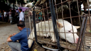 Tömeges kutyamészárlás ellen tiltakoznak az állatvédők