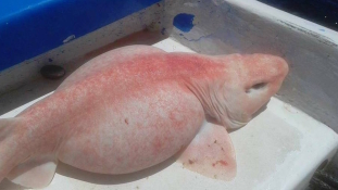 A frászt hozta rájuk: rózsaszín cápát fogtak Mexikó partjainál
