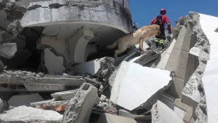 Szomjan halt a romok alól mentő kutya Ecuadorban
