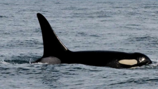 Gigantikus gyilkos bálna fogára bukkantak Ausztráliában