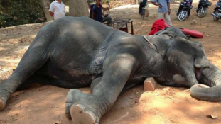 Csökkentik az elefántok munkaidejét Kambodzsában