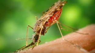 Szeméthegyek és eső: egyre többen halnak meg maláriában Angolában
