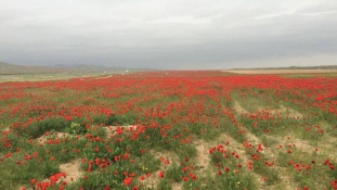 Tavasz. Türkmenisztán.