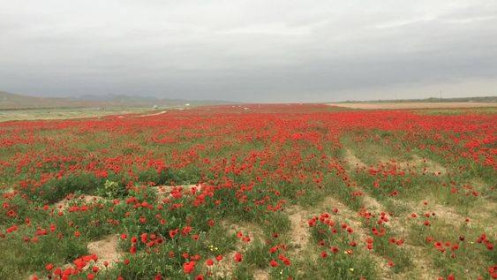 Tavasz. Türkmenisztán.