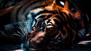 Állatkertben gyilkolt egy tigris