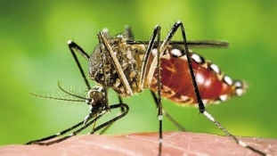 Vietnamban is felbukkant a zika
