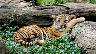 Gyógyszernek fagyasztják le a tigriskölyköket