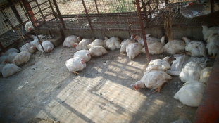 Pelenkában dolgoztatják a munkásokat a csirkefeldolgozóban