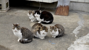 Éljenek a nyulak! – Tömeges macskaivartalanítás Japánban