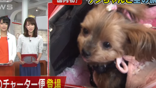 Cukiság a levegőben – kutyajárat indult Japánban
