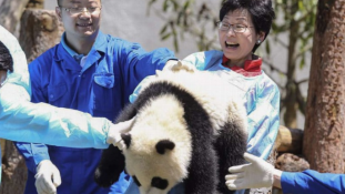 Ingyen pandapark a hongkongiaknak