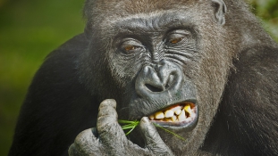Jó ebédhez szól a nóta – így énekelnek evés közben a gorillák