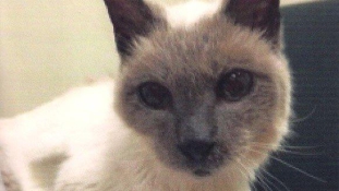 Scooter a világ legöregebb macskája elpusztult