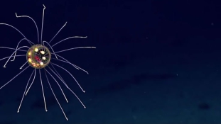 Teljesen új medúzafajtát találtak és még videót is készítettek róla