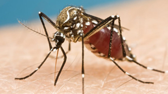 Óvszer óvja az ausztrál olimpikonokat a Zika ellen