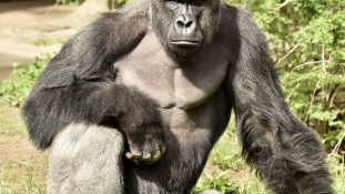 Vádat emelhetnek a szülők ellen a gorilla lelövése miatt