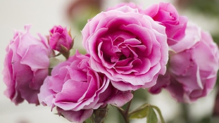 Illat és színpompa – Fertődön nyílt meg a Dunántúl egyik legnagyobb rózsakertje