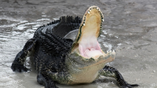 Aligátor ragadott magával egy kisfiút Floridában