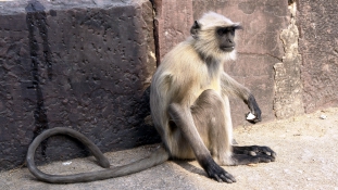 Így rabolta ki a majom az ékszerboltot – videó