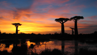 Afrikai Napok Budapesten – a díszvendég Madagaszkár