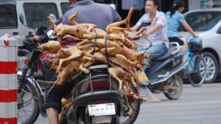 A kínaiak többsége betiltaná a kutyahús-fesztivált
