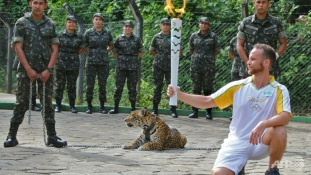 Lelőtték a riói olimpia jaguárját