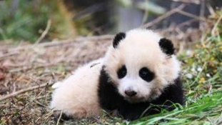 Két pici panda indul a vadonba