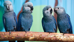 Öröm Rióban – kihaltnak hitt papagájfajta bukkant fel