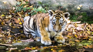 Tigrisbotrány – 500 dollár egy palack tigrisbor Kínában