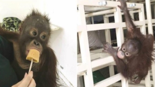 Elkobozták tulajdonosától a drogfüggő kuvaiti majmot
