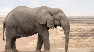 Már az orvvadászok sem könnyen találnak elefántot Afrikában