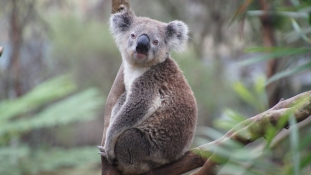 Napi cuki: a rúdtáncos koala