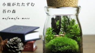 Legyen egy kis zöld az életünkben – Mini mohakertek Japánból